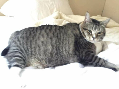 Logan er en otte år gammel kat, der vejer 13 kg. Han er blevet udråbt til verdens fedeste kat på sociale medier