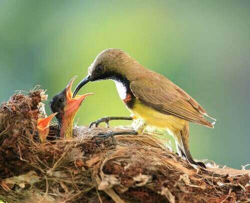 Fugl fodrer unger i rede