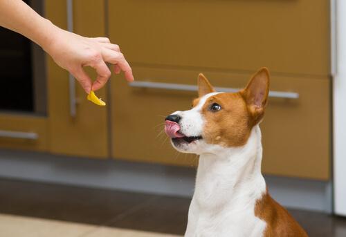 Har du hørt om kosttilskud til hunde?