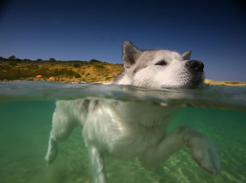 En hund svømmer i havet