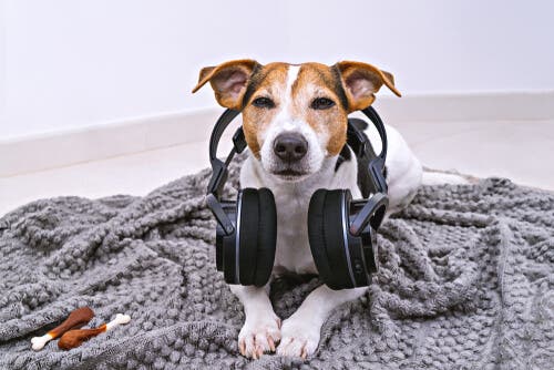 Hund med høretelefoner illustrerer, hvordan nogle vælger at lade radioen være tændt for kæledyr
