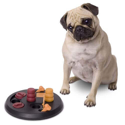 Spil, der stimulerer en hunds hjerne