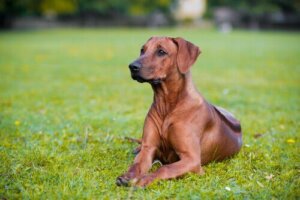Vidste du, at hunde kan være glutenintolerante?