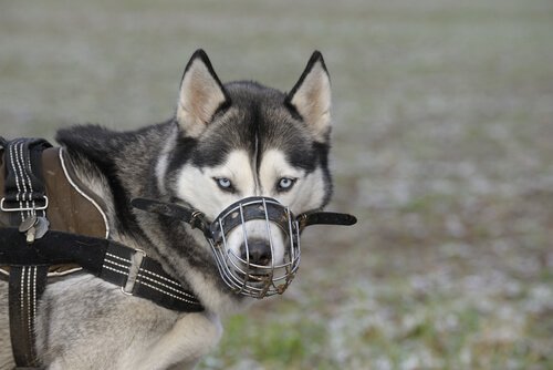 Hund med sele og mundkurv illustrerer forberedelser til at tage en hund med på flyet