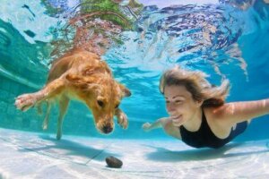 En russisk opfindelse gør, at hunde kan trække vejret under vand