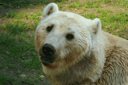 Grolarbjørnen er et hybriddyr, der stammer fra krydsningen mellem en isbjørn og en amerikansk Grizzly-bjørn