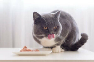 Kat spiser og slikker sig om munden