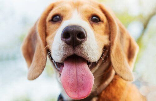Hund med tunge ud af munden