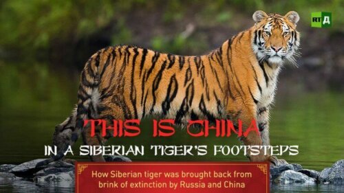 Der er lavet en dokumentar om den kinesiske regerings indsats for at bevare den sibiriske tiger