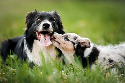 Hund kysser en anden hund