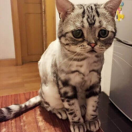I virkeligheden er Luhu, katten med det triste ansigt, smuk