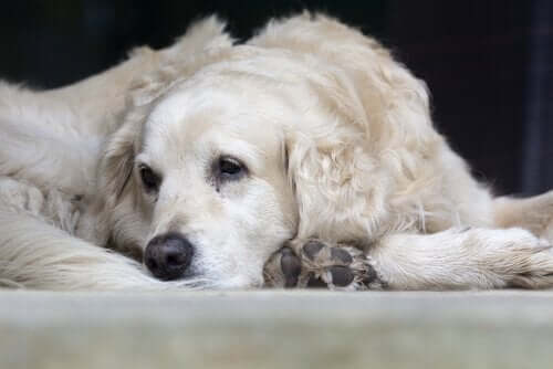 Trist hund lider af gigt hos hunde