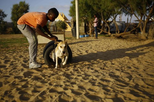 En hund leger i Gaza