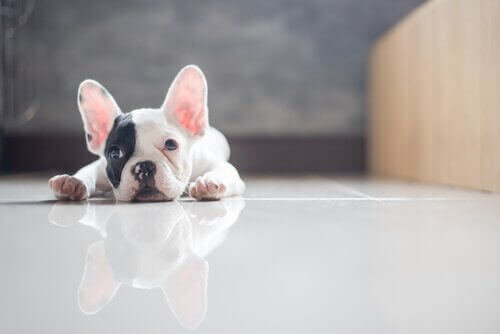 Trist hund ligger på gulv som eksempel på behovet for at tage sit kæledyr til psykolog