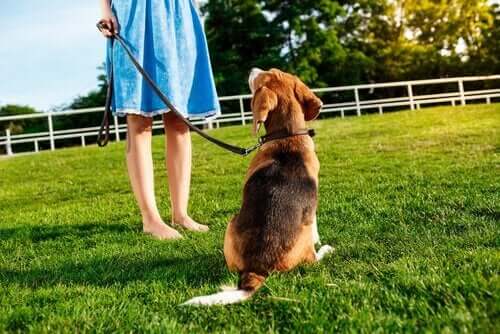 Cini er en af ​​de første hunde i verden, der er trænet som diabetes servicehund