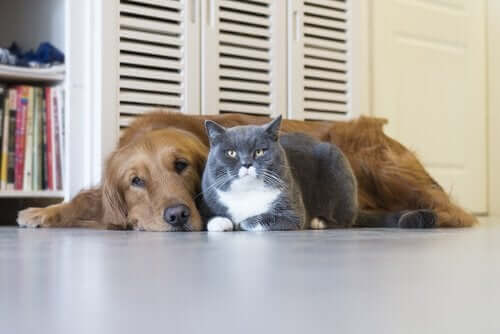 Hund og kat sammen på gulv