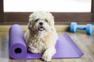 Har du hørt om fitnesscentre til hunde?