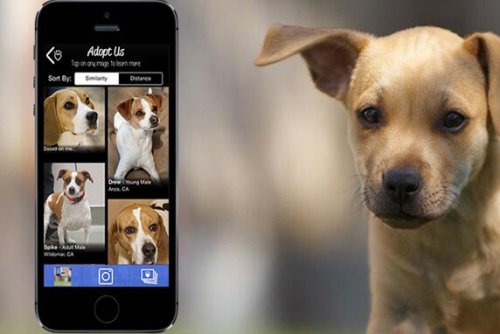 Hund med app til at lege med kæledyr på arbejdet