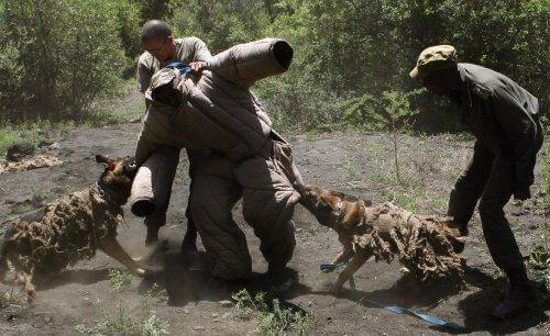 Hunde, der bekæmper illegal jagt i Afrika