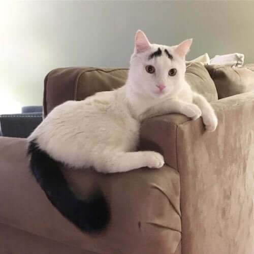 Sam er en næsten helt hvid kat, der har en sort hale og to sorte pletter over øjnene, der ligner øjenbryn