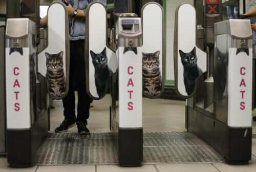 Metroen i London udskifter reklamer med billeder af katte