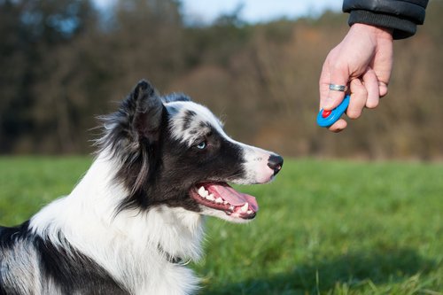 Signalhunde kan trænes med en klikker