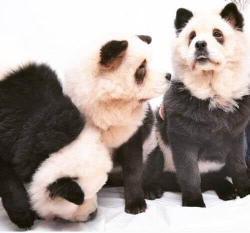 Panda chow chow: Er det en hund eller en panda?