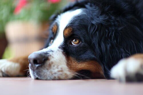 En pessimistisk hund kan ligne en deprimeret hund