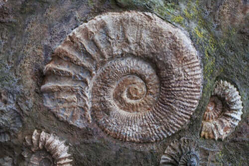Du kan let identificere ammonitfossiler ved deres spiraliserede skal