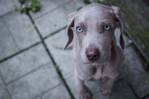 Forskellige hunderacer med blå øjne