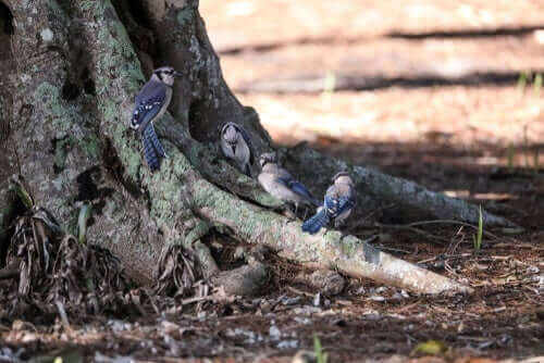 Fugle samlet ved bunden af et træ
