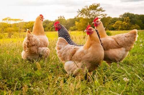 Høns kan også blive ramt af influenzavirussen