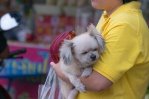 Ulovlige kæledyrsbutikker sælger hunde i Caracas