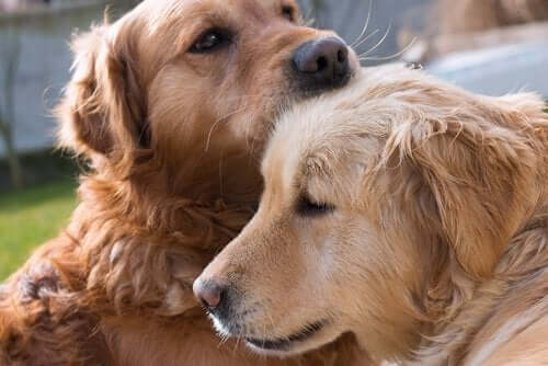 To trætte hunde illustrerer, hvordan det påvirker hunde, når man stiller urene frem og tilbage