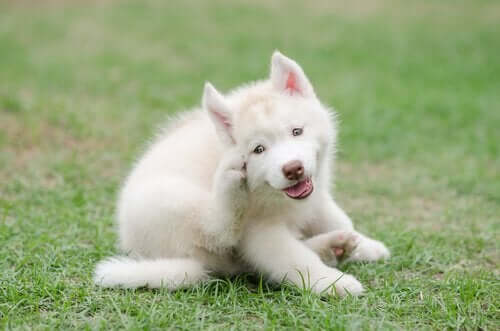 En af de almindelige myter om hunde er, at hvidløg forhindrer lopper, som illustreres her af hund, der klør sig