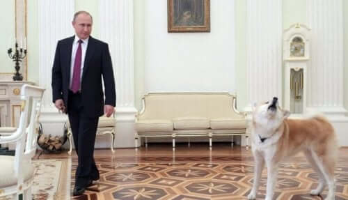 Den russiske præsident, Vladimir Putin, er meget glad for sin japanske hund