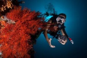 Dykker i koralrev studerer forholdet mellem koralrev og mikroskopiske alger