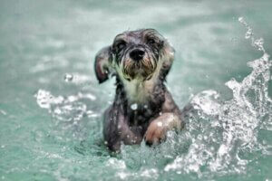 Hundesvømning
