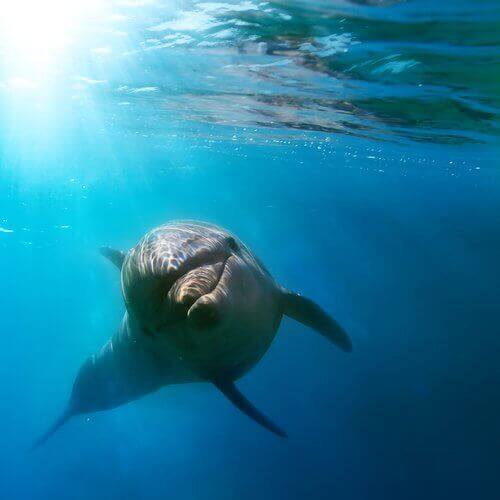 Delfin svømmer i hav