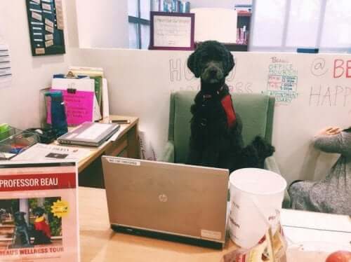 Hundeprofessoren på sit kontor