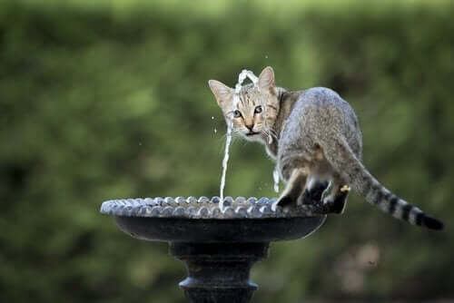 Kat på vandfontæne, da nogle katte drikker af vandfontæner