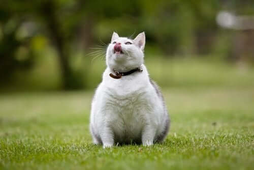 Kat på græs illustrerer overvægtige katte