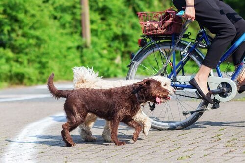 Følg disse tips til at cykle med en hund