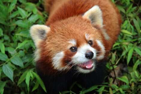 Den røde panda og dens adfærd