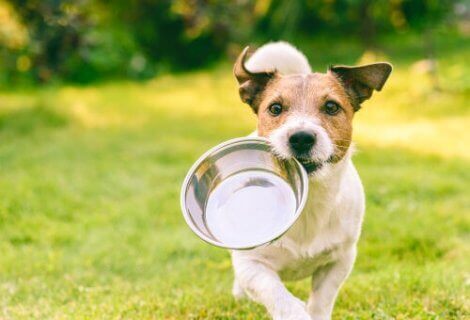 Hund med tom foderskål, som kan være årsag til, at hunde slikker på væggen