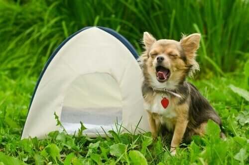 Hund med telt viser, hvordan det er at campere med en hund