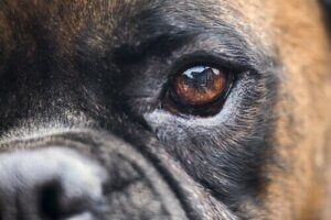 Alternative behandlinger af blindhed hos hunde