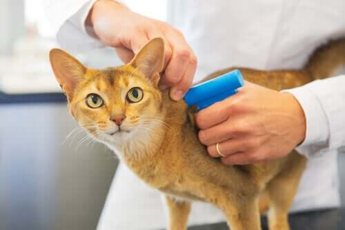 Mikrochip til katte: Er de obligatoriske?