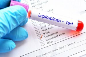 Tre tips til at forebygge leptospirose hos kæledyr