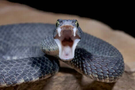 Slangegift illustreres af slange med åben mund